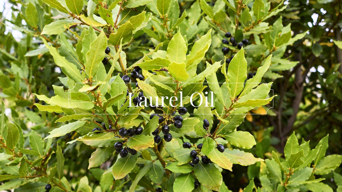 The Ancient Wisdom of Laurel Oil: Discovering the Key Ingredient in Juri Natural Organic Soap